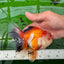 AAA Grade Tricolor Oranda Male 5-5.5 inches #0830OR_21