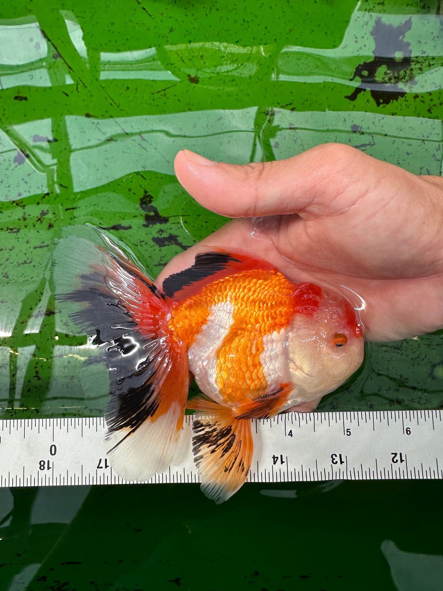 AAA Grade Tricolor Oranda Male 5-5.5 inches #0830OR_21