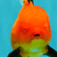 A Grade Apache Oranda Female 5 inches #100926OR_26