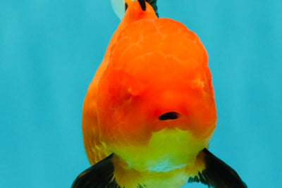 A Grade Apache Oranda Female 5 inches #100926OR_26