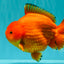 PUMPKIN AAA Grade Red Yuanbao Male 6 inches #101626YB_29