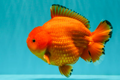 PUMPKIN AAA Grade Red Yuanbao Male 6 inches #101626YB_29