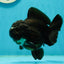 A Grade Pompom Black Yuanbao Male 4.5 inches #112224YB_32