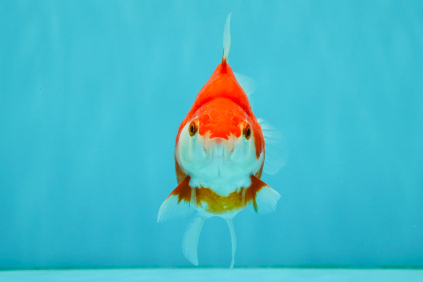 A Grade Red White Ryukin Female 4 inches #050126RK_04