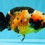 Chinese Tricolor Ranchu Male 5.5 inches #041026RC_20