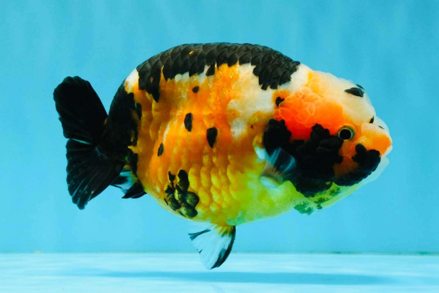 Chinese Tricolor Ranchu Male 5.5 inches #041026RC_20