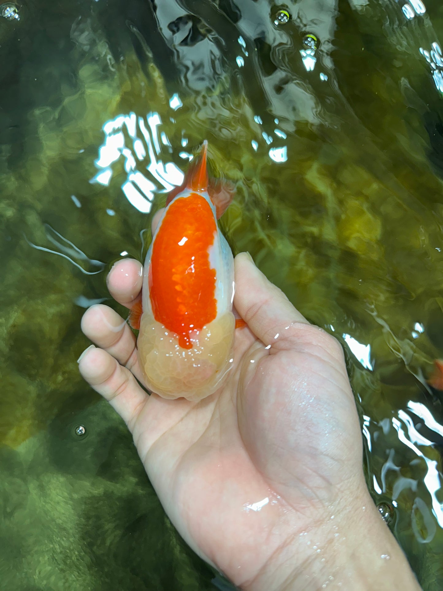 Marshmallow AAA Grade Red White LionKing 4 inches #042525LC_12