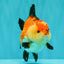SUPER CUTE AAA Grade Tricolor Yuanbao Male 5 inches #071026YB_17