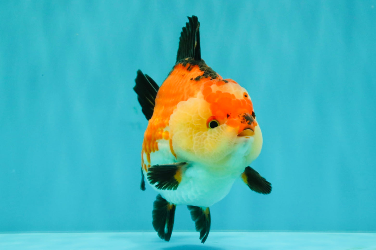 SUPER CUTE AAA Grade Tricolor Yuanbao Male 5 inches #071026YB_17