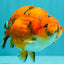 A Grade Tricolor Tiger Ranchu Male 5.5 inches #102326RC_05