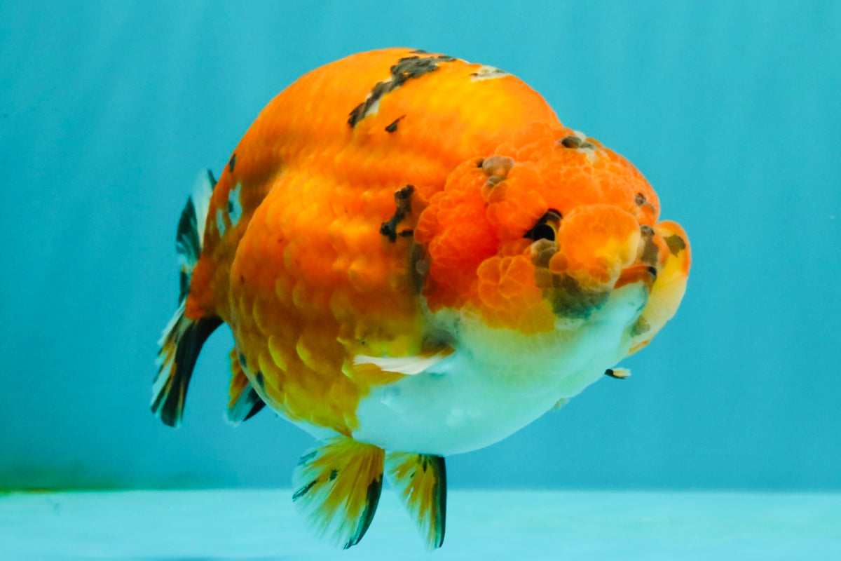 A Grade Tricolor Tiger Ranchu Male 5.5 inches #102326RC_05