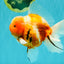 CHONKY A Grade Sakura Oranda Male 6 inches #070626OR_13