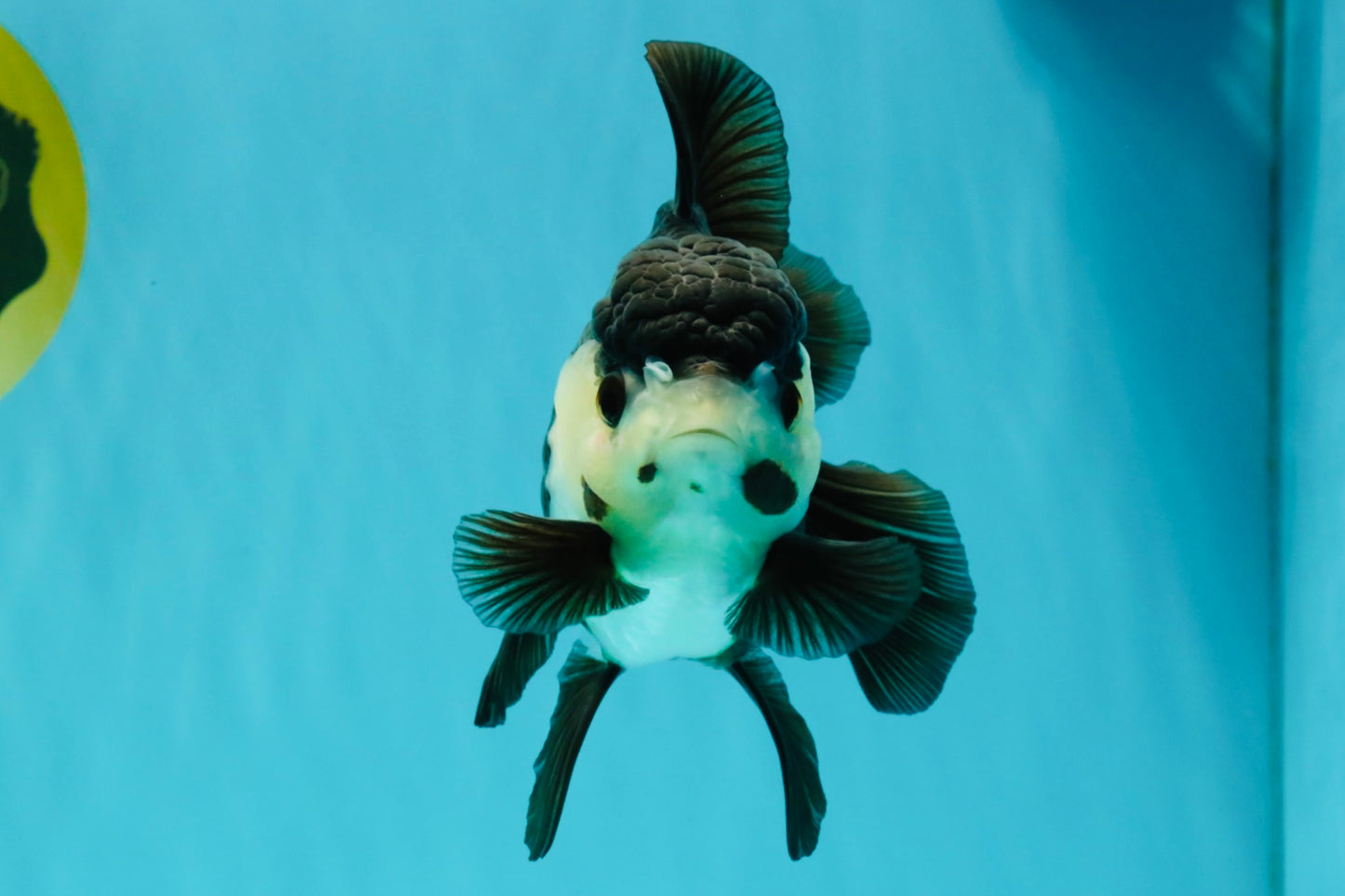 UNIQUE Panda Oranda Female 5-5.5 inches #041726OR_09