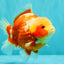 SUPER CUTE AAA Grade Strong Body Structure Kohaku Red White Yuanbao Male 6 inches #092526YB_12