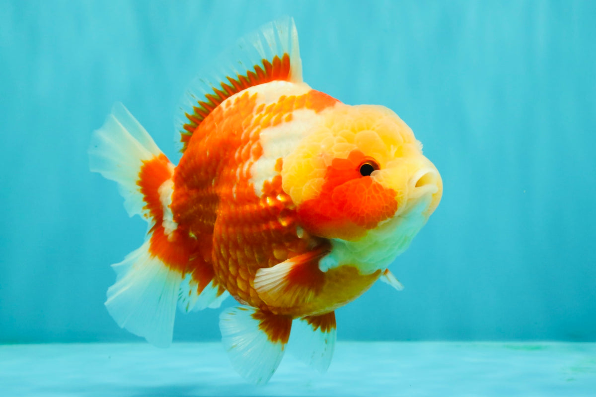 SUPER CUTE AAA Grade Strong Body Structure Kohaku Red White Yuanbao Male 6 inches #092526YB_12