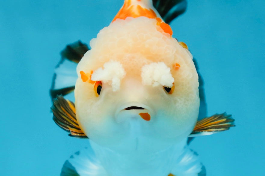 A Grade Pompom Tricolor Yuanbao Male 4 inches #052325YB_27