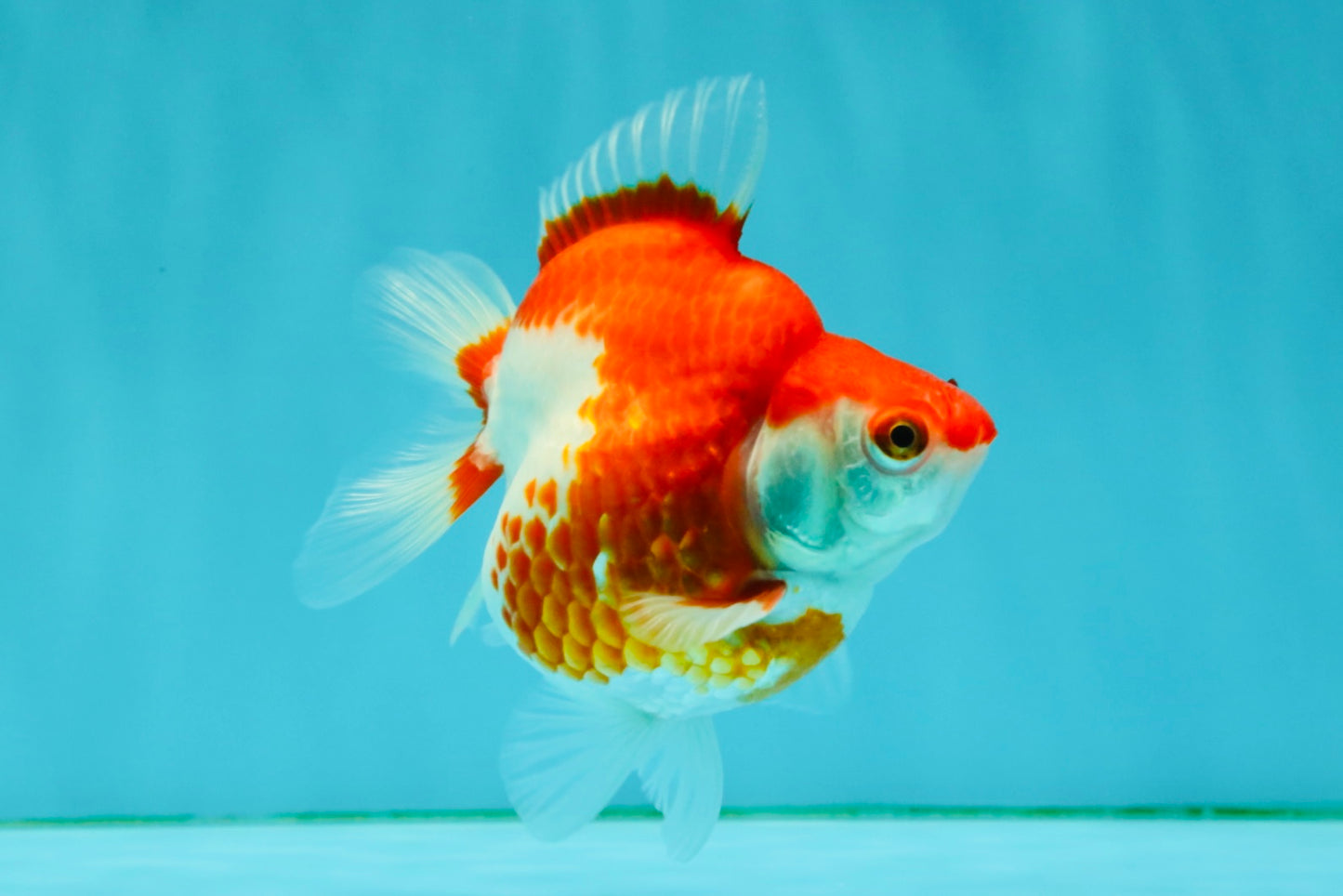 A Grade Red White Ryukin Female 4 inches #050126RK_04
