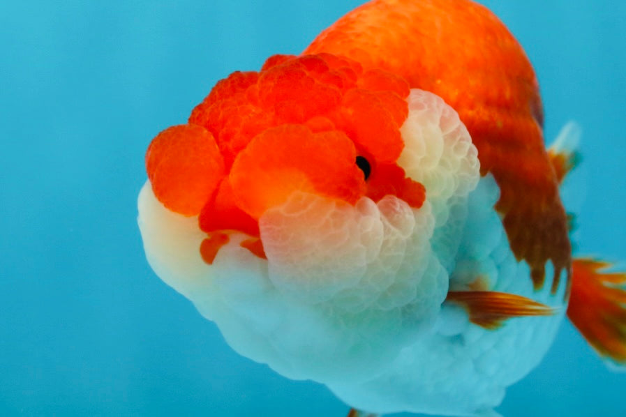 A Grade Red White LionQueen 4.5-5 inches #052325LC_20