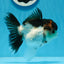 AAA Grade Tricolor Oranda Female 5 inches #0830OR_06