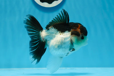 Oranda hembra tricolor de grado AAA de 5 pulgadas n.° 0830OR_06