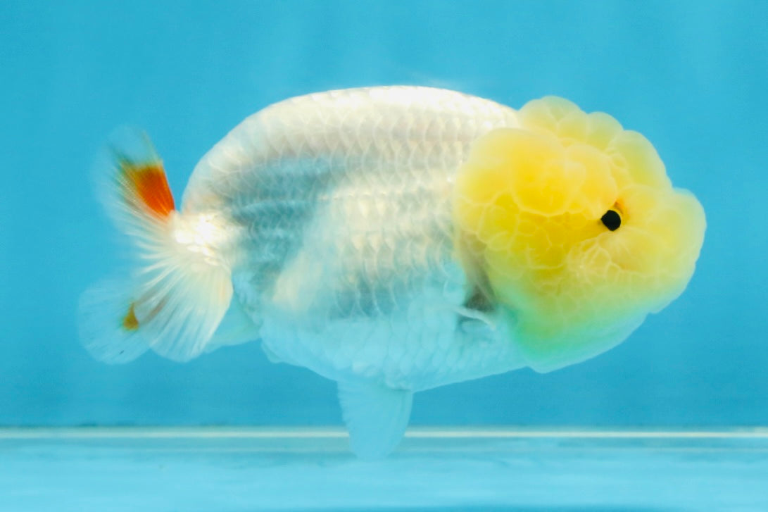 Snow White Lionchu Female 3.5 inches #121925LC_03