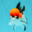 SUPER CUTE A Grade Tricolor Yuanbao Male 5.5 inches #051526YB_09