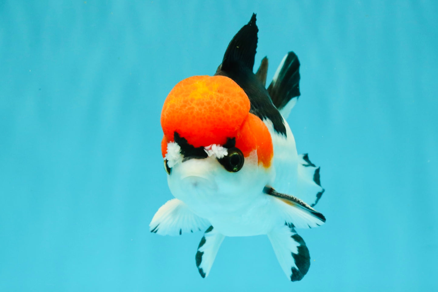 SUPER CUTE A Grade Tricolor Yuanbao Male 5.5 inches #051526YB_09