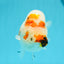 A Grade Chonky Egg Shape Tricolor Sakura Ranchu 5.5 inches #0531RC_04