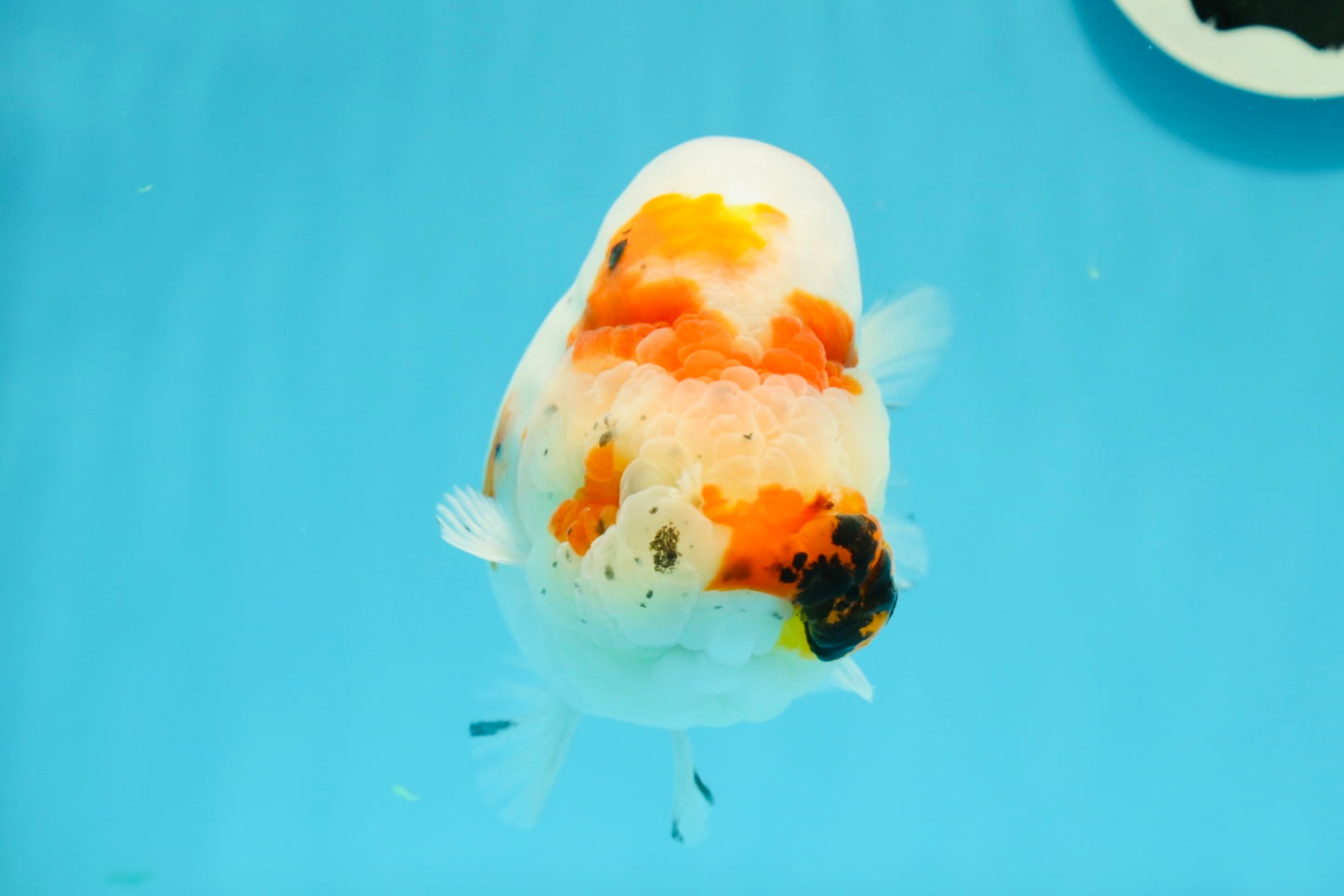 A Grade Chonky Egg Shape Tricolor Sakura Ranchu 5.5 inches #0531RC_04