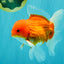 AAA Grade Red White Oranda Male 5.5-6 inches #072426OR_08