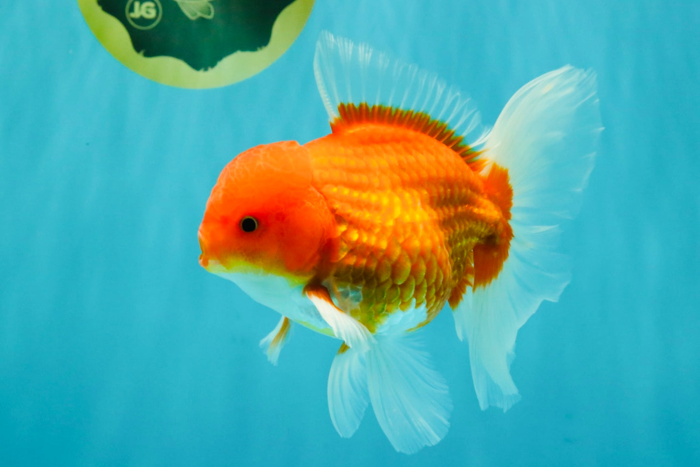 AAA Grade Red White Oranda Male 5.5-6 inches #072426OR_08