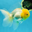 Big Wen A Grade Lemonhead Oranda Male 5 inches #042525OR_07