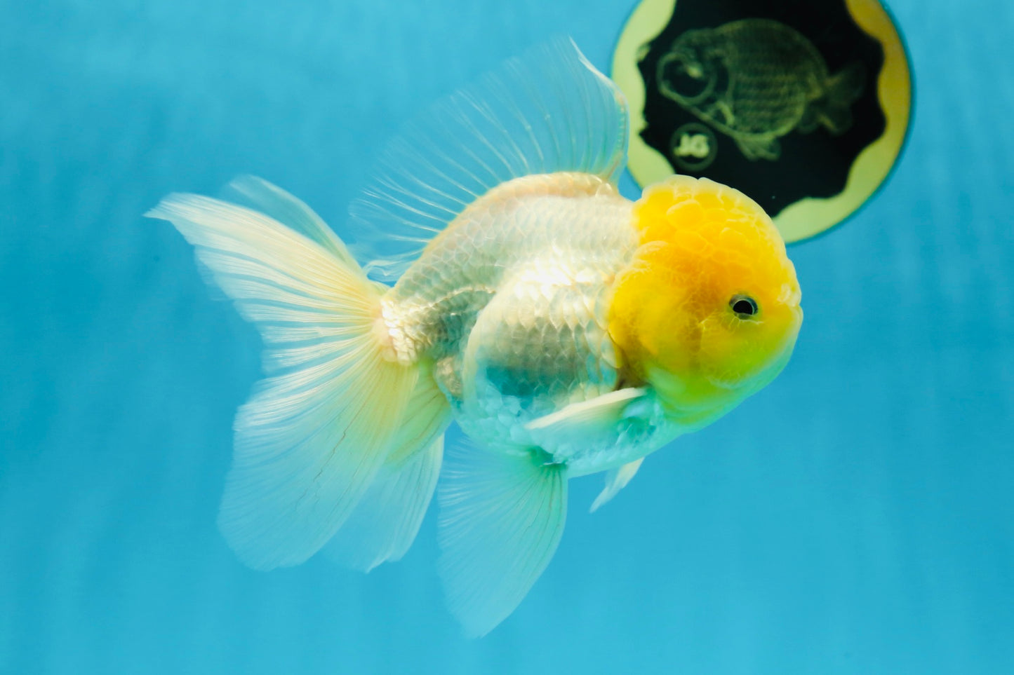 Big Wen A Grade Lemonhead Oranda Male 5 inches #042525OR_07