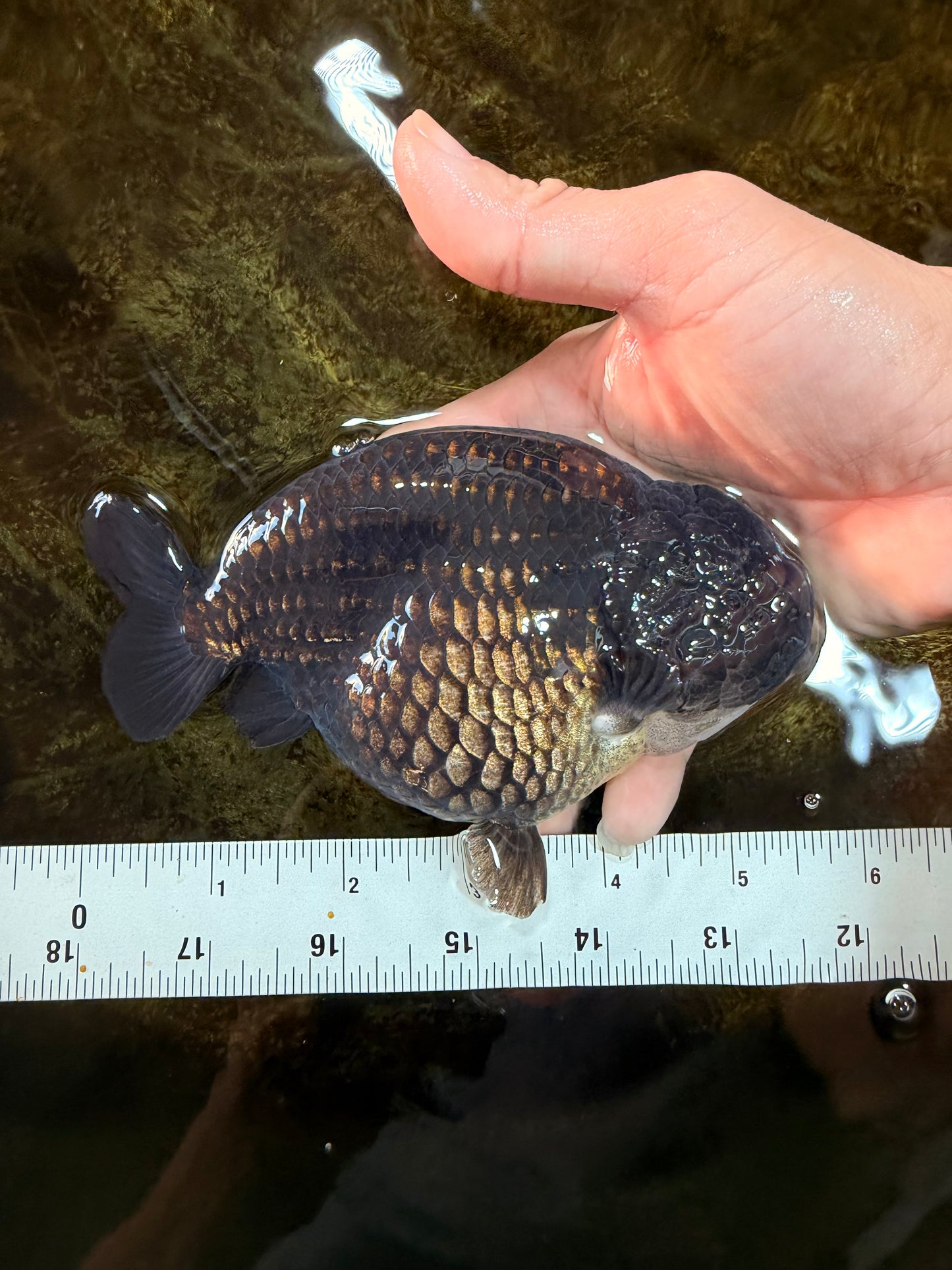 AAA Grade Black Strong Body Structure LionQueen 5.5 inches #101725LC_21