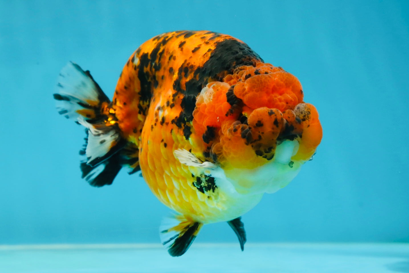 AAA Grade Tiger LionKing 5-5.5 inches #050925LC_05