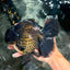GODZILLA AAA Grade Black Oranda Male 6.5-7 inches #073126OR_01