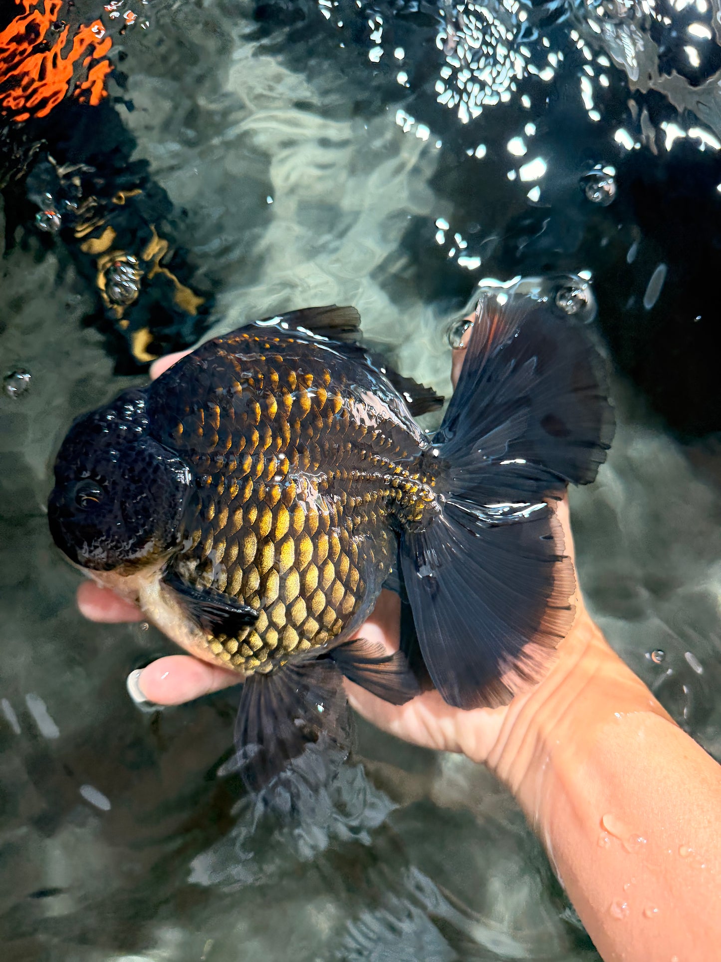 GODZILLA AAA Grade Black Oranda Male 6.5-7 inches #073126OR_01
