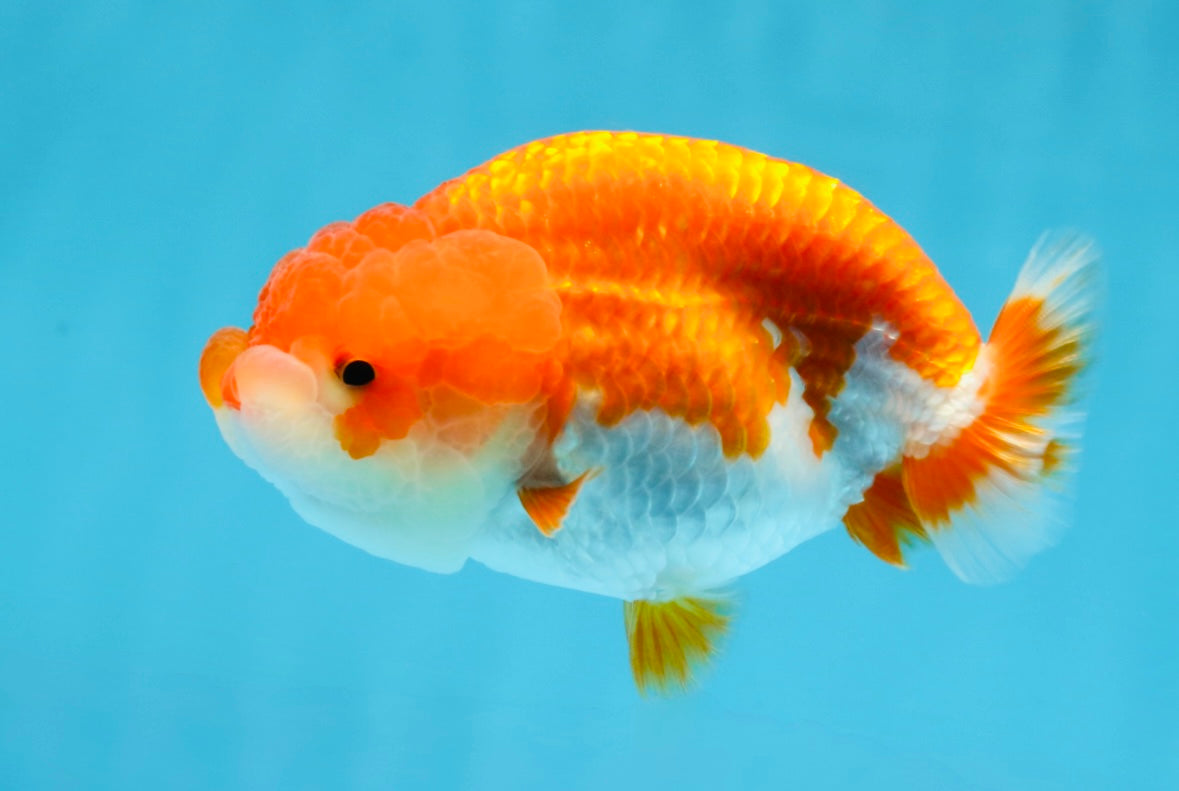 BIG WEN AAA Grade Red White LionQueen 4 inches #101725LC_06