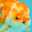 CHUBBY AAA Grade Red White Oranda Male 6 inches #081426OR_01