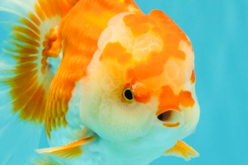 CHUBBY AAA Grade Red White Oranda Male 6 inches #081426OR_01