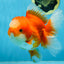 A Grade Jade Head Red White Oranda Female 6 inches #091225OR_13