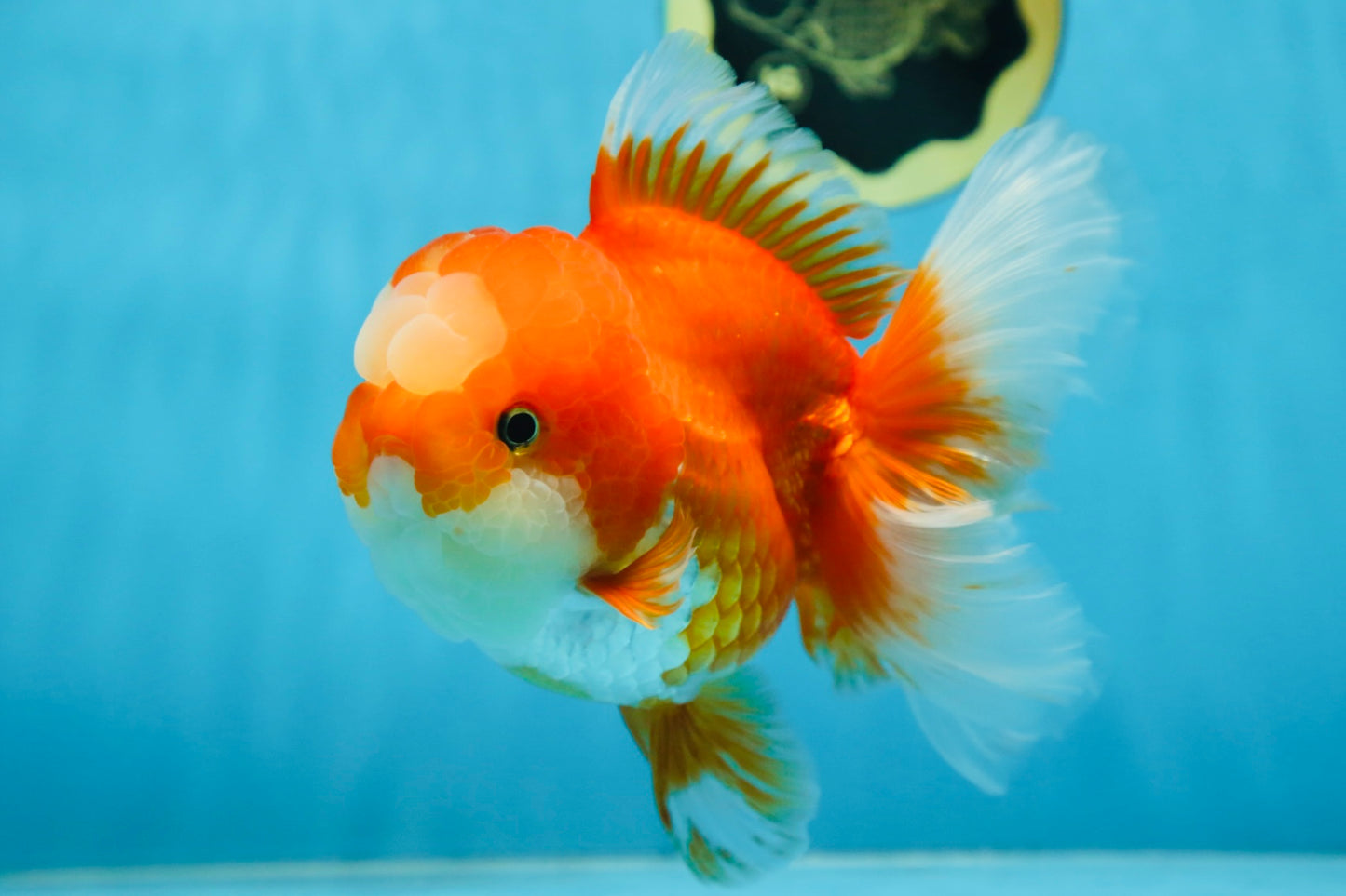 A Grade Jade Head Red White Oranda Female 6 inches #091225OR_13