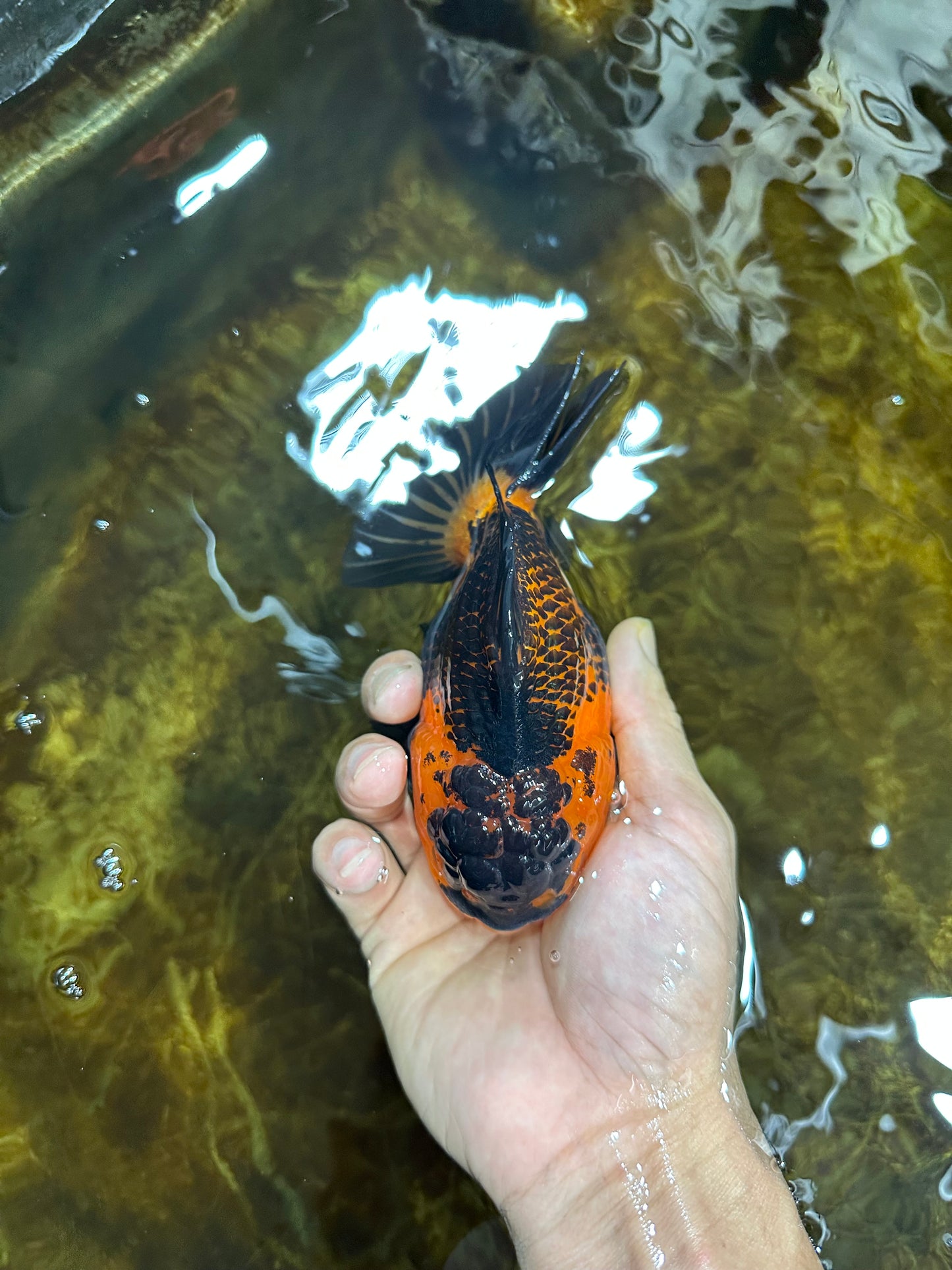 A Grade SUPER CUTE Apache Yuanbao Male 5 inches #091925YB_17