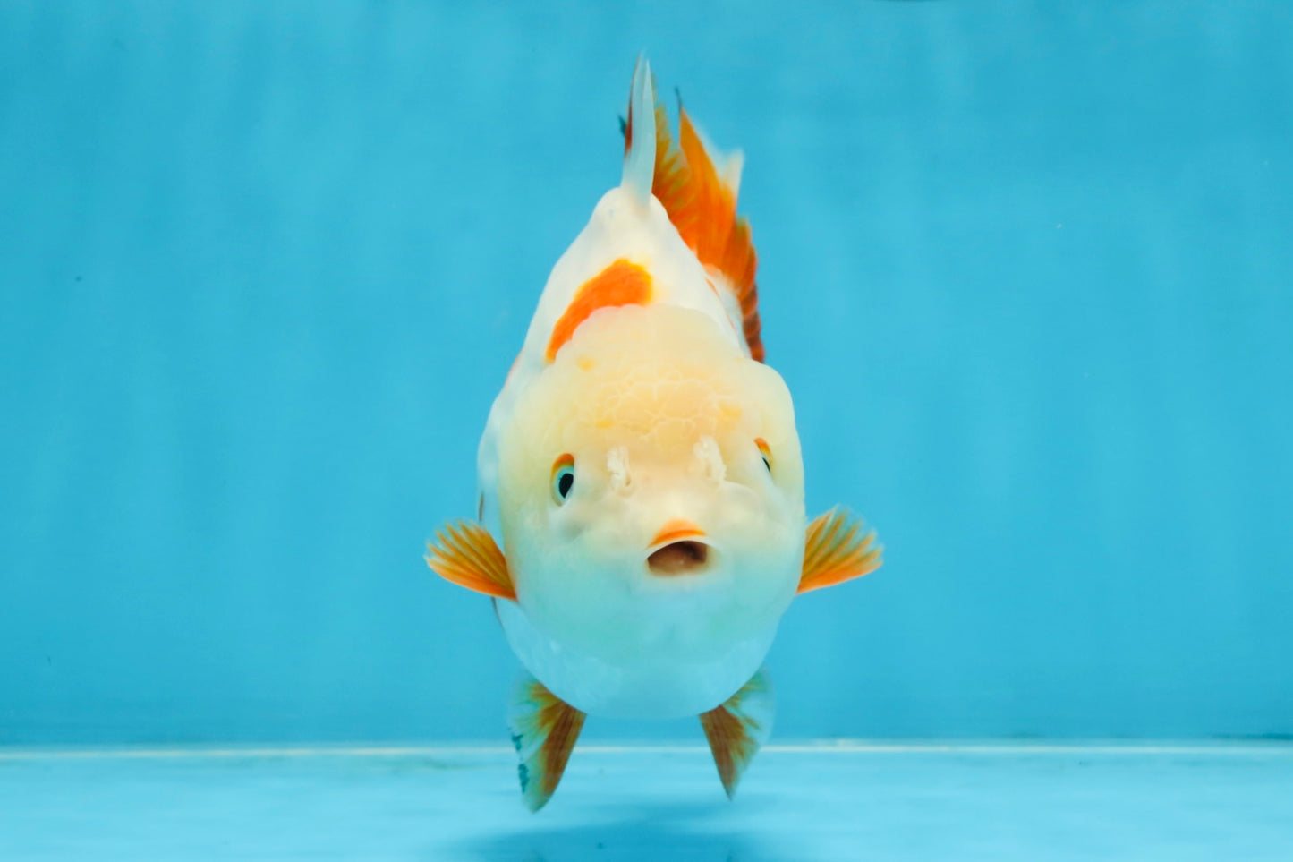 A Grade Red White Yuanbao Female 5 inches #103125YB_05