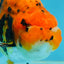 A Grade Tiger Ranchu Male 5 inches #062725LC_04