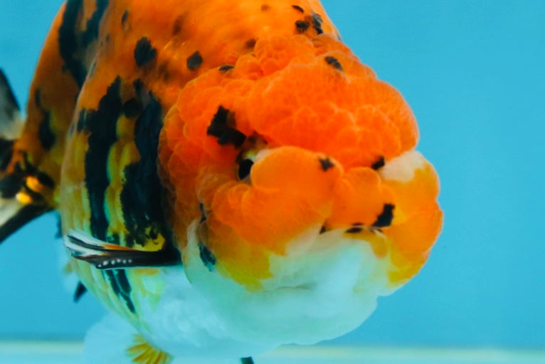 A Grade Tiger Ranchu Male 5 inches #062725LC_04