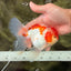 A Grade Kohaku Red White Oranda Male 5.5-6 inches #082126OR_02