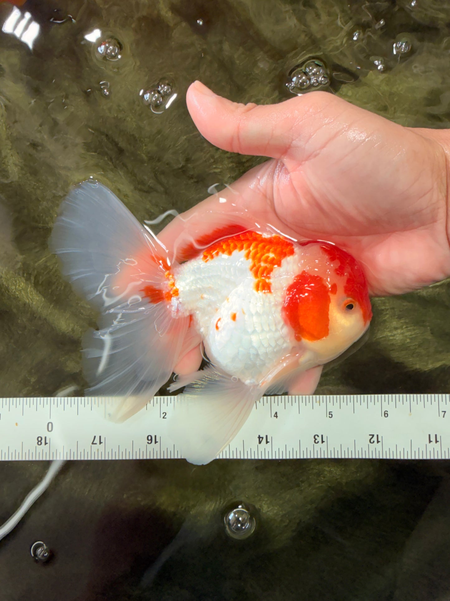 A Grade Kohaku Red White Oranda Male 5.5-6 inches #082126OR_02