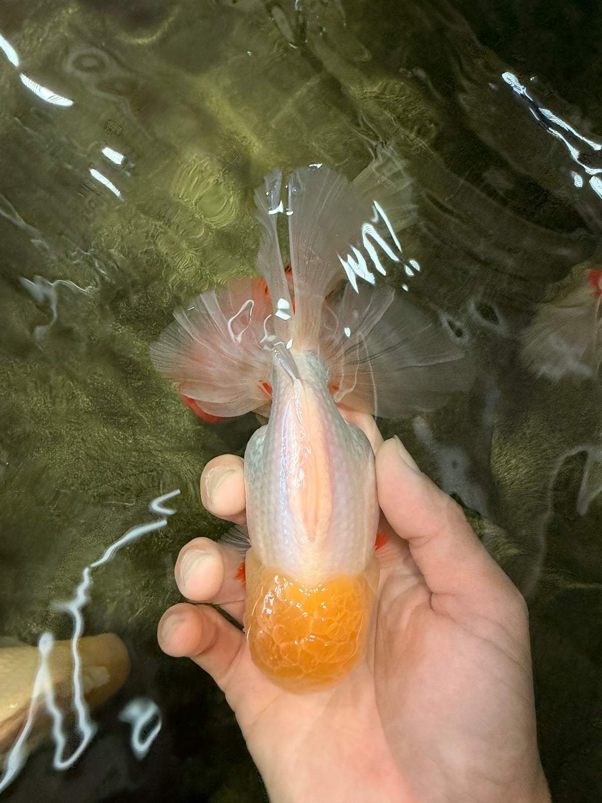 A Grade White Oranda Male 6 inches #100926OR_16