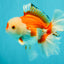 A Grade Red White Oranda Male 6 inches #041726OR_20
